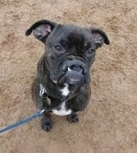 Brosa the Boxer puppy is sitting on dirt ground and looking up at the camera holder