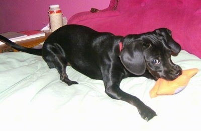 Poppy the black Cockapin is laying on a bed and there is a yellow plush toy in her mouth. There is a pink pillow behind her.