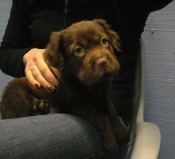 Stella the chocolate Cocker-Pei is in the lap of a lady and looking up to the right