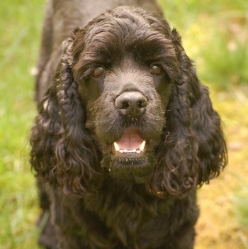 Close Up - A chocolate American Cocker Spaniel is standing on grass with its mouth open