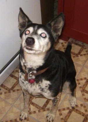 Sheba the Dalmatian Husky is sitting on a tiled floor in front of a red wooden door