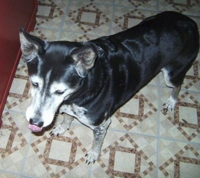 Sheba the Dalmatian Huskyis standing on a tiled floor next to a red cabinent. Her tongue is licking her nose.