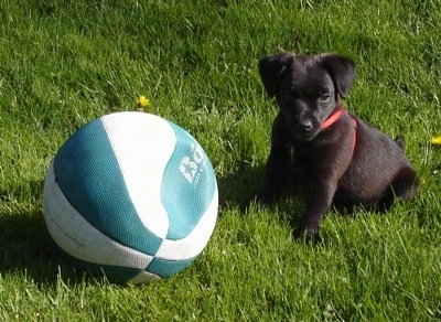 The front left side of a black Patterdale Terrier Puppy that is sitting in grass next to a flat basketball