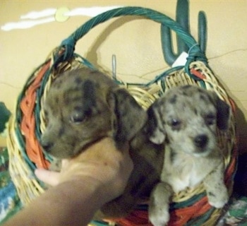 Two Doxie-Chin puppies are sitting in a wicker basket