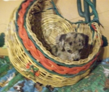 A Doxie-Chin puppy is laying in a wicker basket