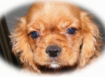 Close Up - A reddish-brown English King Puppies face