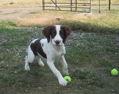 Action shot - Tootsie the English Springer Spaniel puppy is playing outside with two tennis balls