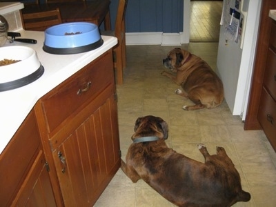 The back of a brown brindle with white Boxer and a brown Boxer that are laying on the kitchen floor