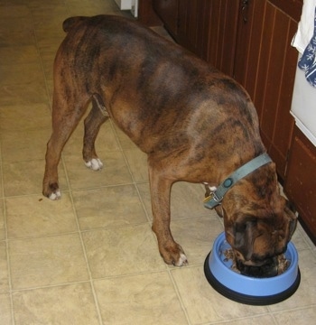 The front right side of a brown brindle with white Boxer that is eating out of his bowl