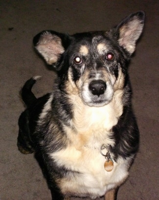 A black with tan and white German Australian Shepherd is sitting on a carpet and looking up