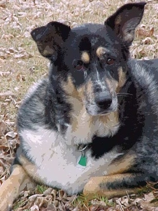 A black with tan and white German Australian Shepherd is laying outside in a field on top of fallen leaves.