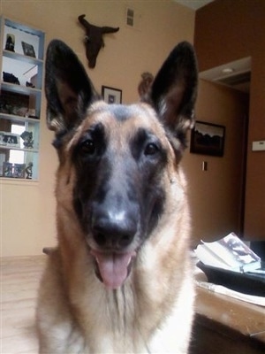 Head shot - A tan and black Malinois X dog is sitting on a hardwood floor in a room with her tongue showing looking alert and happy.