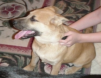 A tan with white and black Malinois X dog is sitting on a throw rug on top of a tan tiled floor and it is looking to the left. Its mouth is open and tongue is out. There is a person who has their hands on the dog's collar and body.