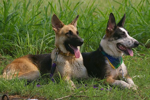 Shepherd Breeds Pictures