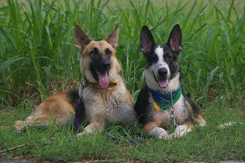 More German Shepherd Pictures