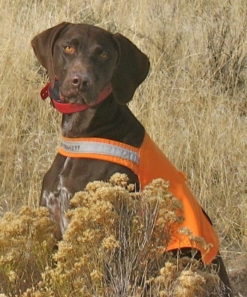 A brown with white German Shorthaired Pointer is wearing an orange life vest. It is sittig in large grass. It is looking to the left