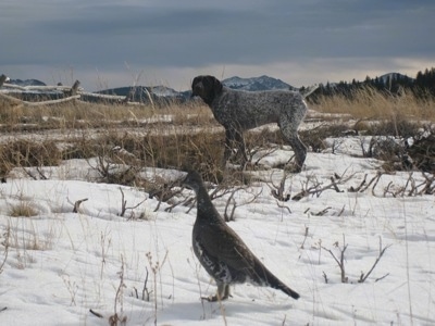 A white with brown ticked German Shorthaired Pointer is out in an open field of snow with grass sticking out. It is looking over at a bird that is standing in the snow.