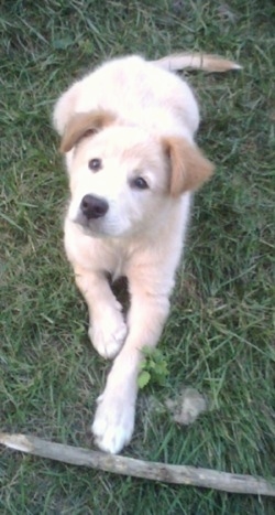 A Golden Pyrenees puppy is laying in grass looking up with a stick in front of it.