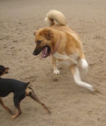 Action shot - A tan with white Great Bernese dog is jumping at a small black and tan Min Pin  dog in a playful manor. Its mouth is open and tongue is out.
