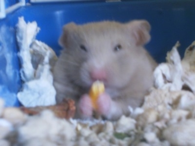 Hamster Feed