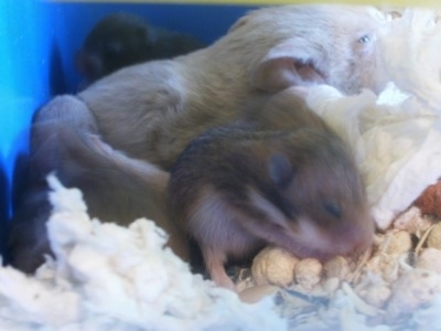A gray Hamster is laying in a cage surrounded by its hamster puppies.
