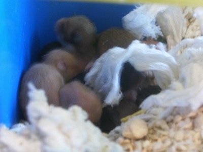 A bunch of hamster puppies are laying in the back corner of a blue box.