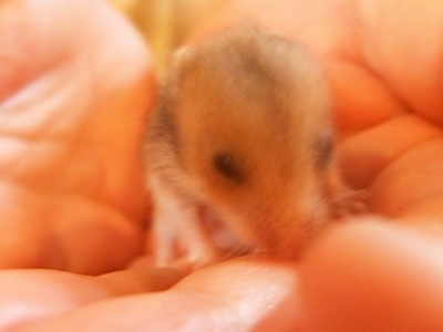 Close up - A Hamster puppy that is in the hand of a person.