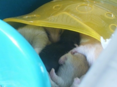 A bunch of Hamster puppies are laying in a row in a yellow tube.