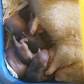 Close up - An adult mother hamster is laying next to her batch of newborn hamster puppies feeding them.