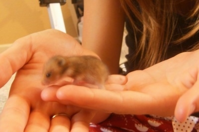 A tiny Hamster puppy with its eyes open is walking across the hand of a person.