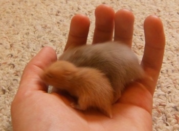 Two hamster puppies of different sizes are being held in the hands of a person on a carpet.