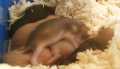A pile of newborn Hamster puppies are laying across a blue box that has tissues at the bottom of it.
