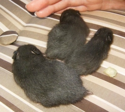 Three black Hamster puppies are walking across to a persons hand that is on a couch.