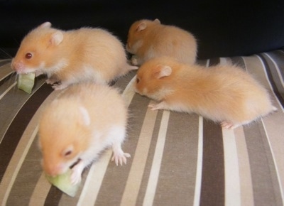 Four cinnamon Hamster puppies are chewing on lettuce and standing on a couch.