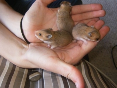 Three brown with tan and white Hamster puppies are standing butt to butt to butt in a persons hand.