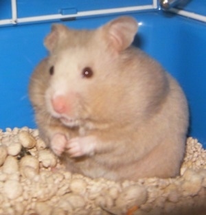Close up - A tan Hamster is standing on wood chips in a blue box. It is looking to the left. Its cheeks are full of food.