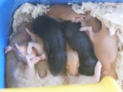 Hamster puppies are laying on top of each other in a pile feeding from the mother hamster.
