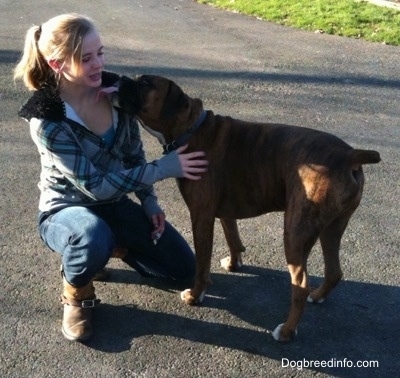 The left side of a brown brindle with white Boxer licking a lady in the face