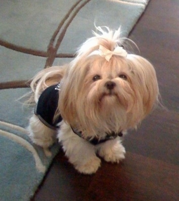 A long-haired tan Havapeke is wearing a black shirt and a white ribbon in its top knot. It is standing on a rug with its front paws on a hardwood floor.