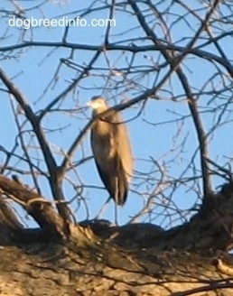Great Blue Heron perched in an oak tree