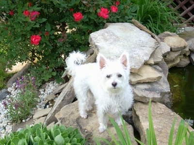 A perk-eared white Highland Maltie is standing on a rock next to a small pond with a red rose bush behind it.