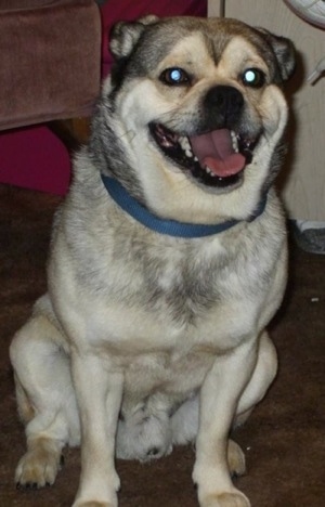 A tan with black Hug dog is wearing a blue collar sitting in a room on a carpet. Its mouth is open and tongue is out