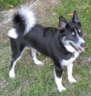 American Eskimo Husky