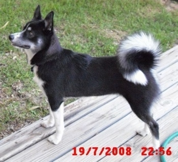 American Eskimo Husky