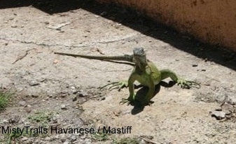 A green Iguana is standing on a concrete surface looking up and forward.