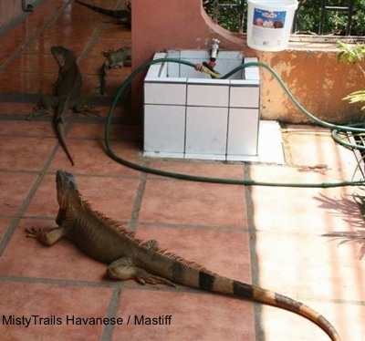 Four Iguanas are walking up a brick red tiled floor.
