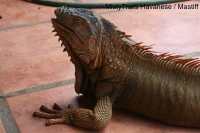 An Iguana is laying across a brick red tiled floor and it is looking up and to the left. Its mouth is open and there is a green hose behind it.
