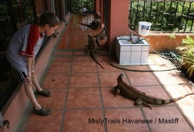 A boy is looking down at one of the iguanas in front of it outside on a brick red floor.