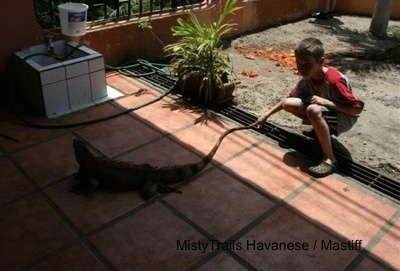A boy is standing on a porch and it is touching the tail of an Iguana
