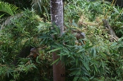 A number of green Iguanas hidden in trees.